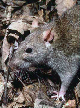 Уничтожение крыс в г. Новосибирске - 